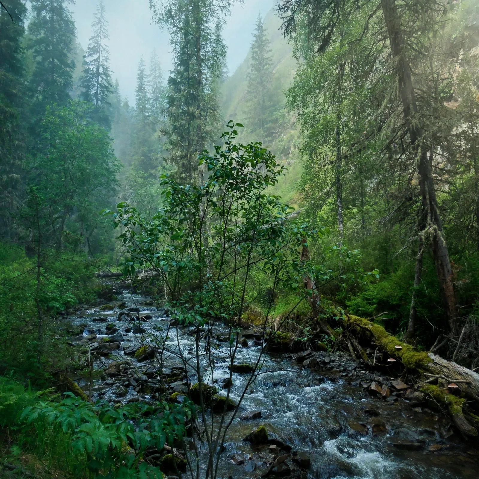 Река "Шинок"